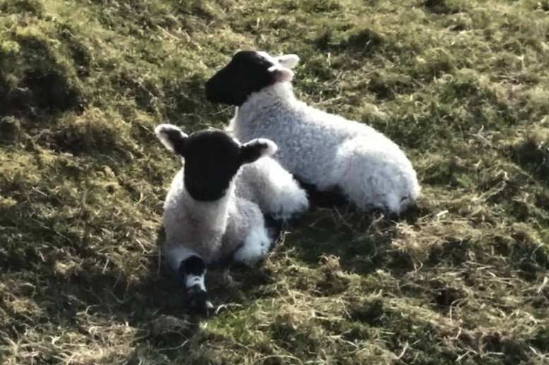 Hadrian's Wall Path in Spring: Lambs